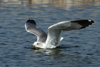 Larus armenicus