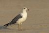 Larus armenicus