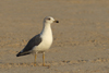 Larus armenicus