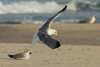 Larus armenicus
