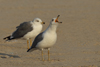 Larus armenicus