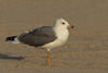 Larus armenicus