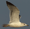 Larus armenicus