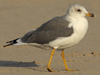 Larus armenicus