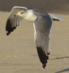 Larus armenicus