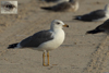Larus armenicus