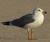 Larus armenicus