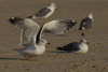 Larus armenicus