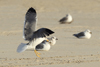 Larus armenicus
