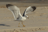 Larus armenicus