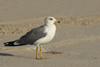 Larus armenicus