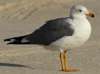 Larus armenicus