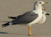 Larus armenicus