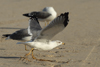 Larus armenicus