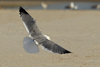Larus armenicus