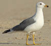 Larus armenicus
