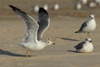 Larus armenicus