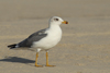Larus armenicus