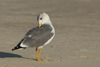 Larus armenicus