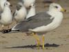 Larus armenicus
