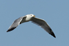 Larus armenicus