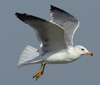 Larus armenicus