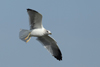 Larus armenicus
