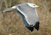 Larus armenicus