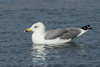 Larus armenicus