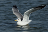 Larus armenicus