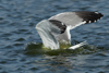 Larus armenicus