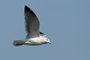 Larus armenicus