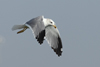 Larus armenicus