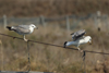 Larus armenicus