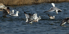 Larus armenicus