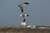 Larus armenicus