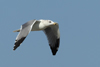 Larus armenicus