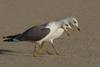 Larus armenicus