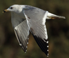 Larus armenicus