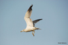 Larus armenicus