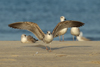Larus armenicus