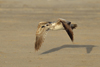 Larus armenicus