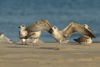 Larus armenicus