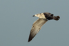 Larus armenicus