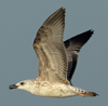 Larus armenicus