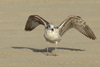 Larus armenicus