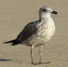 Larus armenicus