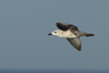 Larus armenicus