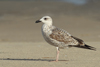 Larus armenicus