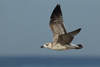 Larus armenicus